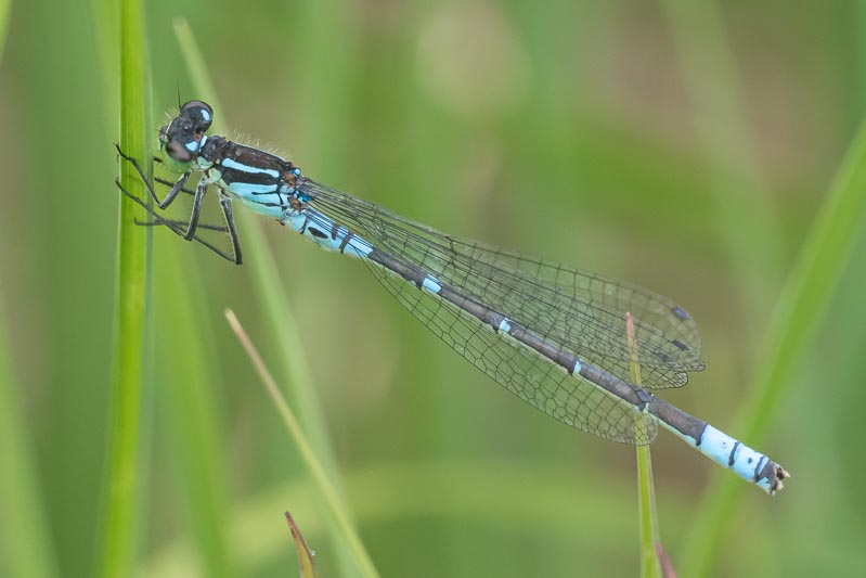 Coenagrion lunulatum male-2.jpg